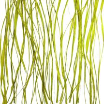 seaweed